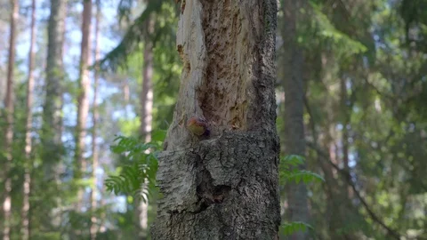A thin tall trunk of the tree with the small hole on it Stock Footage 94271345