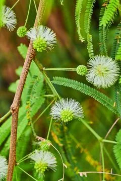 Thin tendrils of several white Mimosa Pudica flowers in bloom Stock Photos