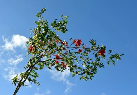 Thin tree bends in a gust of wind on a clear autumn day Stock Photos