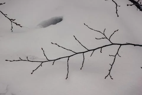 Thin tree branch covered in ice glaze lying on a thick blanket of pristine .. Stock Photos