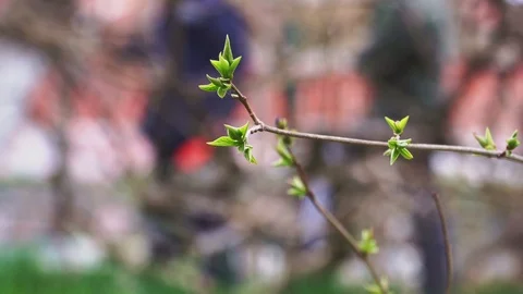 Thin tree branch with new green leaves on a blurred background Stock Footage 105381420