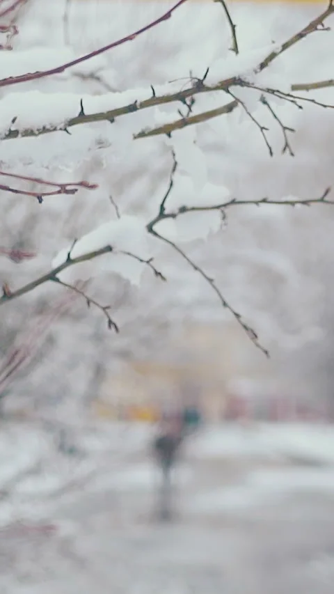 Thin tree branch with thick melting snow layer against park Video stock 317633998