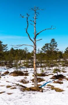 Thin tree with branches on blue sky background Photos