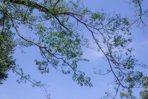 Thin Tree Branches Form Artistic Lines Against Blue Sky Stock Photos
