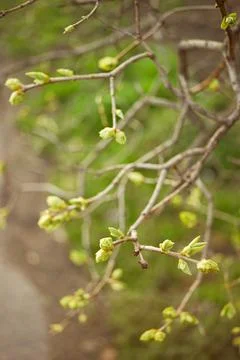Thin tree branches with green foliage buds Stock Photos