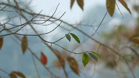Thin tree branches with sparse leaves against soft sky background Stock Footage 325069616