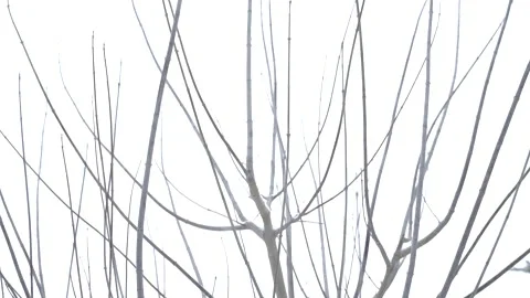 Thin tree branches under snowfall Vídeos de archivo 166690399