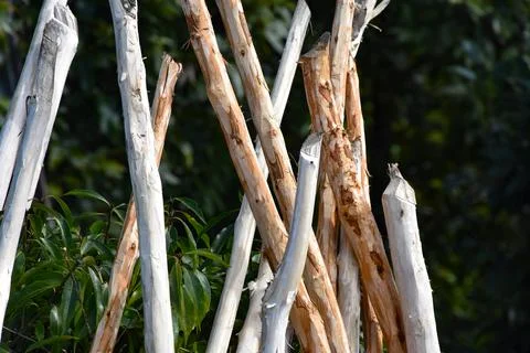 Thin Tree Branches without bark Stock-Fotos