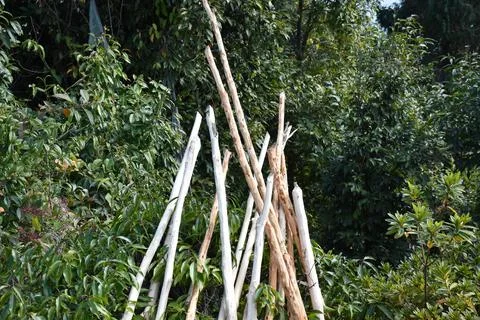 Thin Tree Branches without bark Stock Photos