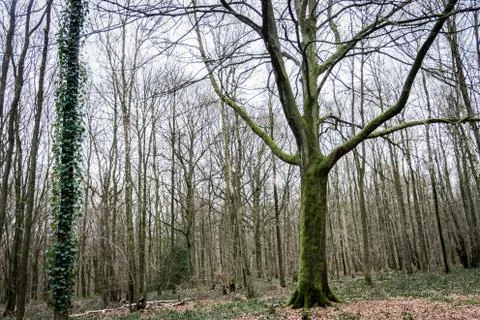 Thin tree covered with green moss wide view Stock Photos