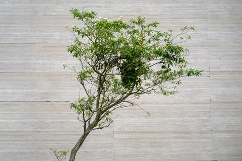 Thin tree with green leaves against textured gray wall Stock Photos