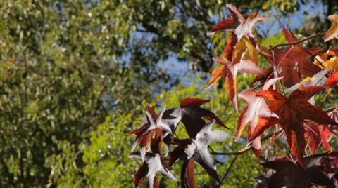 Thin Tree Leaves Stock-Footage 10720624