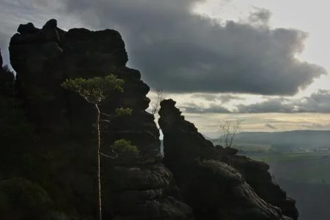 A thin tree in the mountains Stock Photos