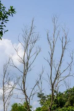 A thin tree with thin branches against a blue sky and white clouds Stock Photos
