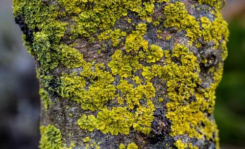 Thin tree trunk with green moss. A high resolution. Fotos Stock
