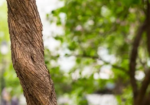 Thin tree trunk. Plant on a blurred background forest, eco pattern with space Stock Photos