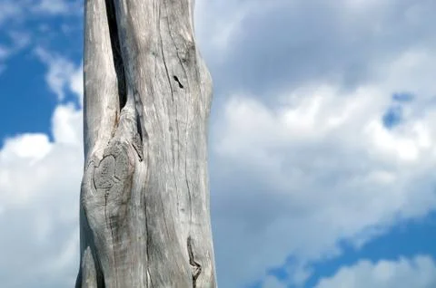 Thin tree trunks against the sky with clouds Stock Photos