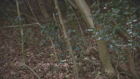 Thin tree trunks Vidéo 75534571