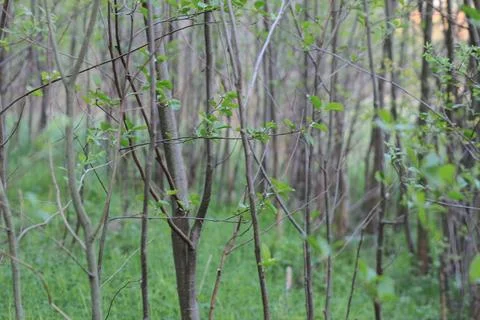 Thin tree trunks in green forest Fotos de archivo