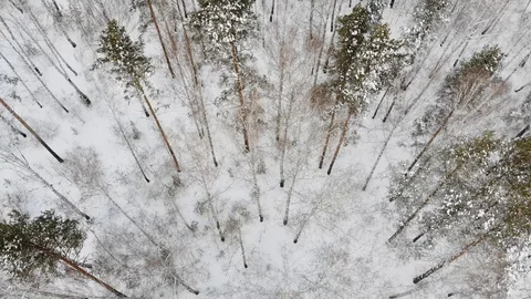 Thin tree trunks in winter forest, picturesque northern woods covered with snow Stock Footage 123901053