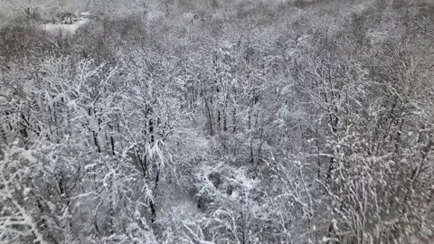 Thin Trees Blanketed in Snow - Red Barn Off in the Distance Stock Footage 227045976
