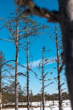 Thin trees with branches on blue sky background Photos