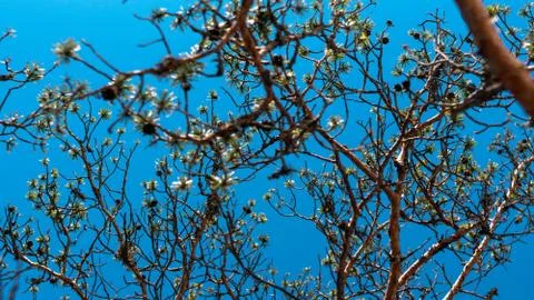 Thin trees with branches on blue sky background Photos