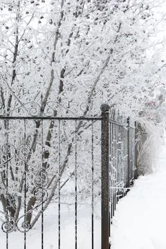 Thin trees coated with snow behind wrought iron black fence with cool ornaments Stock Photos