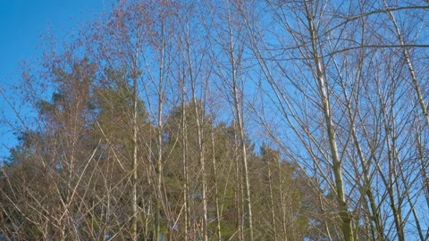 Thin trees in the forest in winter. Stock Footage 153275521