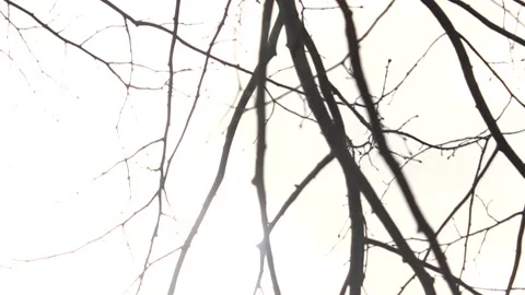 Thin Trees Movement RAW Stock Footage 237259047