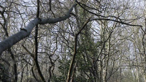 Thin trees in thick forest on a sunny winter day, 4K, DNxHR Video stock 152531278