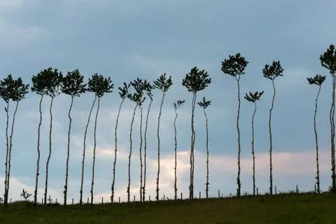 Thin trees without branches, against the sky Stock Photos