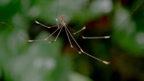 Thin tropical spider on web 4k UHD Stock Footage 97200664
