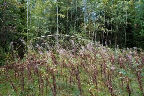 The thin trunk of a birch tree bent in the form of an arc in the autumn fores Stock Photos