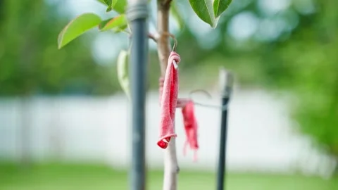 A thin trunk of a young tree is tied with a rope to pegs close-up on a blurred Stock Footage 232742956