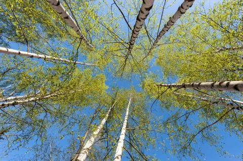 Thin trunks of silver birches with fresh green foliage against the background of Stock Photos