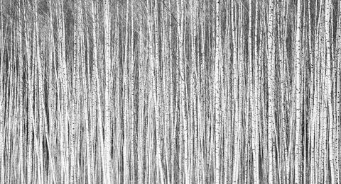 Thin trunks of young winter birches as a background black and white Stock Photos