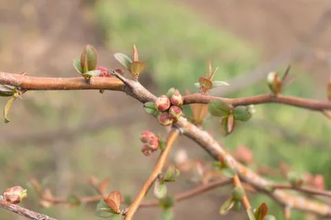 A thin twig of a tree with small leaves and unblown buds in spring Stock Photos