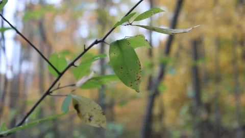 Thin Twigs and Leaves in the Fall Forest 動画素材 169176416
