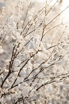 Thin twigs of cherries in the snow. The snow looks like small flowers. Stock Photos