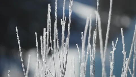 Thin twigs covered with hoarfrost on the dark, blurry background. Parallax shot. Stock Footage 308516401