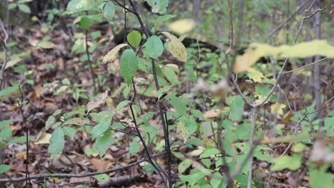 Thin Twigs in the Fall Forest 動画素材 169176434