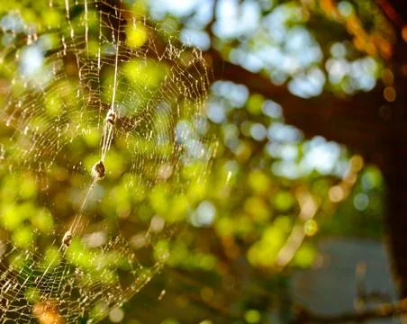Thin web on the branches of a tree in a summer sunny day Stock Photos
