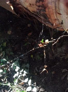 Thin web 写真素材