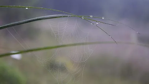 Thin web threads with dew drops Stock Photos