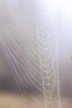 Thin web threads with dew drops Foto stock