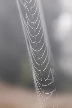 Thin web threads with dew drops Stock Photos