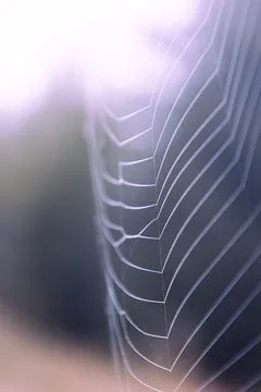 Thin web threads with dew drops Stock Photos