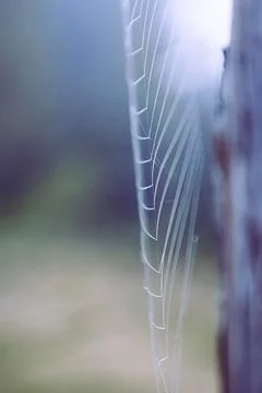 Thin web threads with dew drops Stock Photos