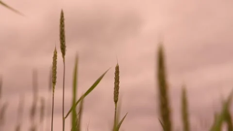 Thin wheat spikes sway in light wind at sunset closeup Stock Footage 136643978
